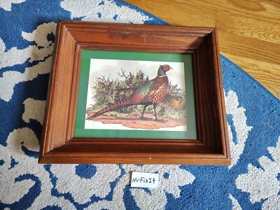 Ring Neck Pheasant Vintage Framed Photo Gregory F Messier