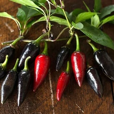 20+ Black Hungarian Pepper Seeds – Sow What Gardens - Free Shipping! 🌶️