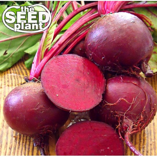 Dark Red Detroit Beet Seeds - 60 SEEDS NON-GMO