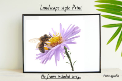 HUMMEL BLUMEN A4 DRUCK BILD POSTER WANDBILD WOHNDEKO UNGERAHMT GESCHENK