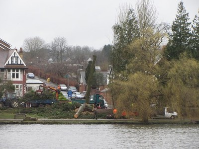 Foto A2 Baumfällung am Roath Park Lake um 2014
