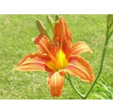 14 Orange Daylily - Lily- BARE ROOTED PLANTS.  