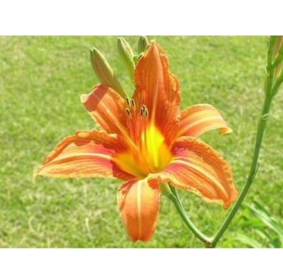#ad 14 Orange Daylily Lily BARE ROOTED PLANTS. Multiply Rapidly $15.99