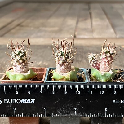 A34-1111. Toumaya payraacantha RP 50, SE Holbrook, Navajo c. 3 pieces (Grafted)