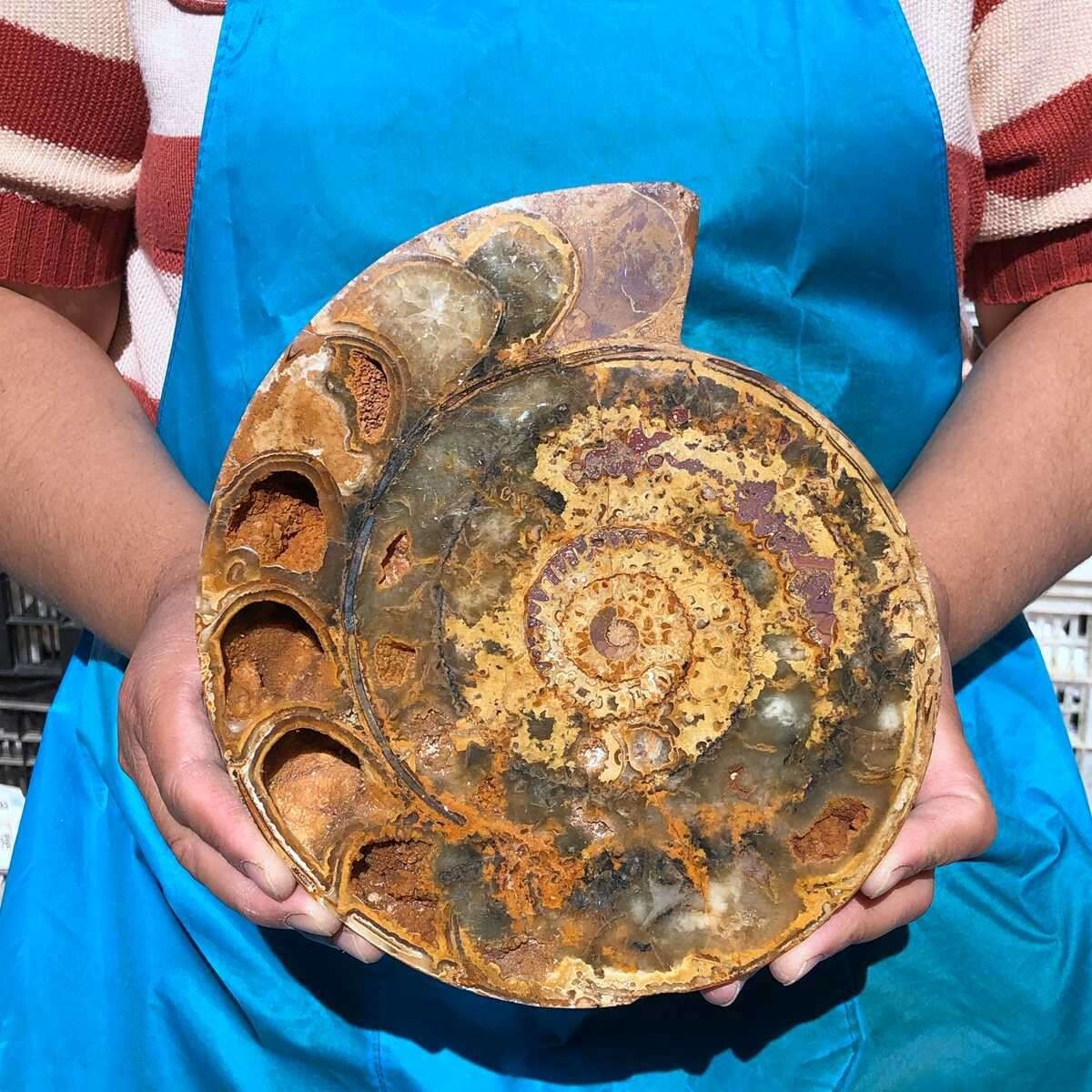 2100G Natural windmill conch slice specimen KH2265 | eBay