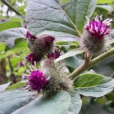 2 new" The great burdock" plants,.easy to grow.Hardy bienniel .bee