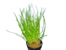 20 Topf Nadelsimse Eloecharis Acicularis, Grasähnlich