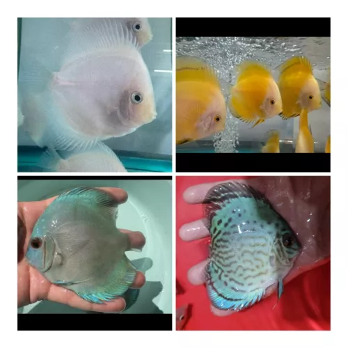 Pack of 4 Discus Fish 3.5”-3.75” - Live Fish Aquarium Overnight Shipping