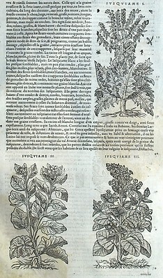 Plant Engraving Botanical Matthioli Mattioli Matthiole Dioscorides | eBay