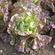 Marvel of Four Seasons Lettuce Seeds 400+ SEEDS  NON-GMO  BUY 4 ITEMS FREE SHIP