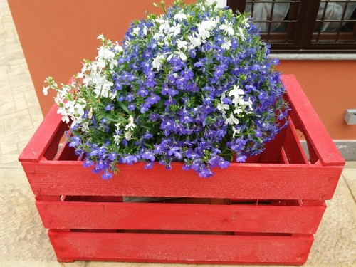 Set 5 cassette frutta nuove COLORATE in legno finitura ACRILICA 50x30x27 2kg - Foto 3 di 8