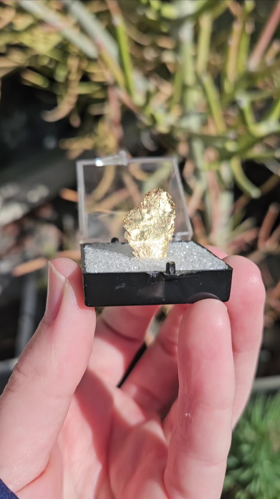 Crystallized Native Gold Collector Mineral Specimen - Oriental Mine, CA ...