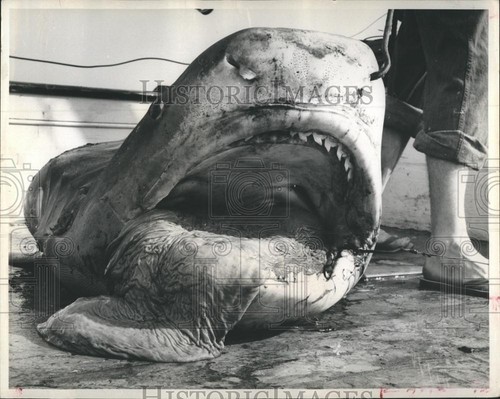 1967 Press Photo Caught Tiger Shark - RSH76163 - 第 1/2 張圖片