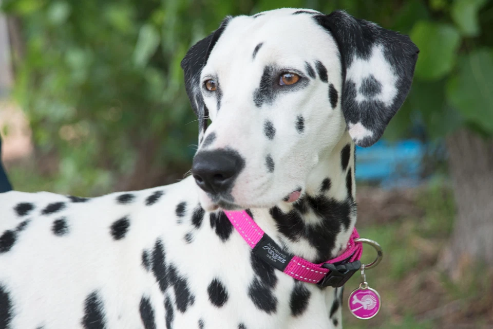 Collar utilitario para perro Rogz: la máxima seguridad y estilo para tu cachorro Foto 3 de 4