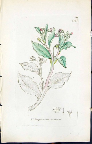 Old Print Lithospermum Maritimum Smith Sowerby 1847 British Plants Botany 19th