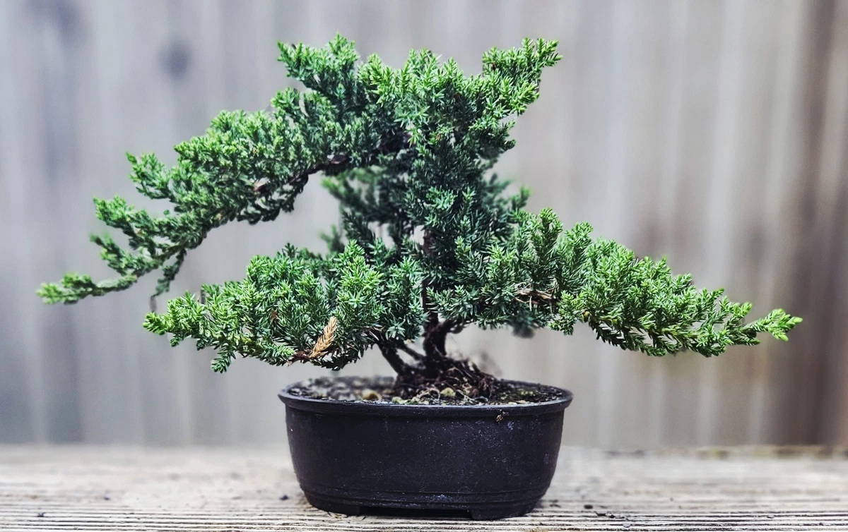 Juniper Bonsai Juniperus Outdoor Bonsais | eBay