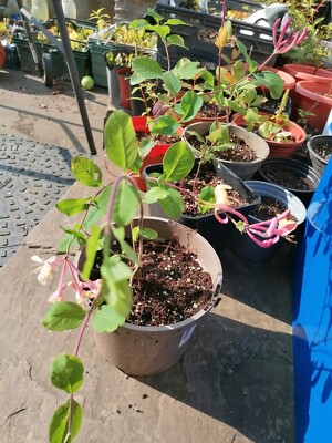 nugget plant Golden Nugget Dwarf Barberry – Plant Detectives main image 1