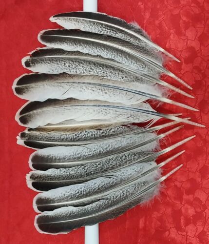 Turkey feathers, natural, 11 pieces. Size 9,8 - 11,8 inc. Rare.