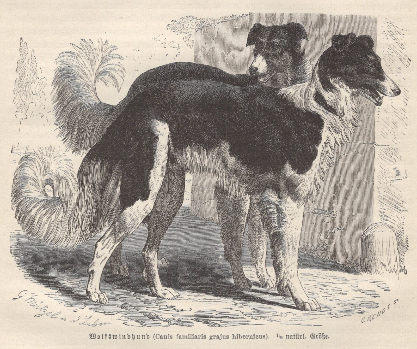 Antique Brehm Thierleben 1883 Russian Wolfhound Wood Engraving Book Plate Borzoi
