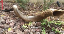 Jumbo Yemenite Kudu Horn Shofar Size 47" 119CM All Natural From Israel Rare Size