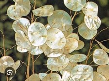 100 Graines de Monnaie du Pape - méthode BIO -  fleurs plante jardin ancien