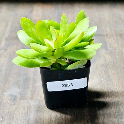 Crassula Swaziensis 'Money Maker' in a 2'' Pot- AS-IS- ACTUAL ITEM! 2353
