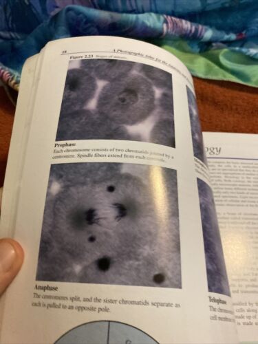 Ein fotografischer Atlas für das Labor Anatomie & Physiologie Kuriositäten - Bild 3 von 7