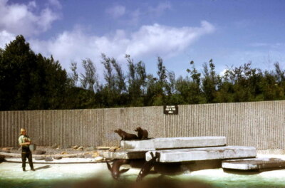 Photo 6x4 Feeding Time for the Sea Lions at Blackpool Zoo Blackpool/SD31 c1966
