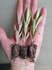 3 x  Plants - Kalanchoe X-Houghtonii Mother of Thousands -Succulent Houseplant