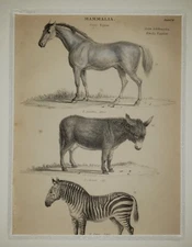 ALEXANDER FRANCIS LYDON (1836–1917) Original ANTIQUE Colored Engraving Zebra