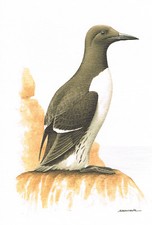 Głupcy wata, mewy, alki - obraz z nadrukiem artystycznym - 25,5 x 17,5 cm