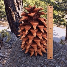 Giant Coulter Pinecone 10&rdquo; Natural Cleaned Baked Cured Stand Up Display Decor