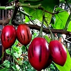 Tamarillo Tree Tomato Seeds Yields 60+lbs of Garden Fruit! Fast Growing Plant