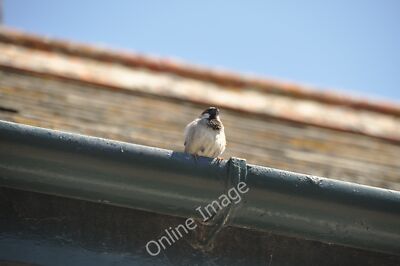 Foto 12x8 Marazion: Ein Vogel Ein Vogel sitzt auf der Dachrinne und schaut quer durch c2011