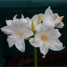 RARE WHITE~AMARYLLIS BELLADONNA~NAKED LADY FLOWER BULB HARDY ZONES 7-10 FRAGRANT
