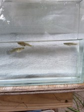 mosquito fish Breeder Trio