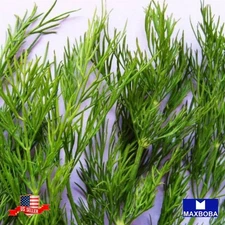 1000 Dukat Dill Seeds Non-GMO Heirloom