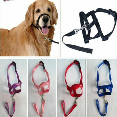 leash and muzzle