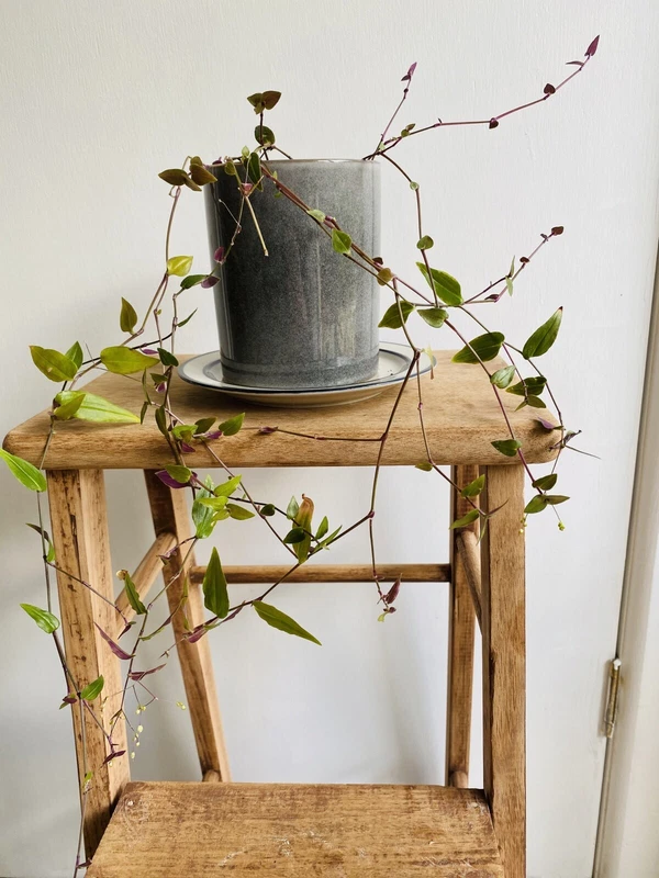 Tahitian Bridal Veil Plant In Ceramic Pot Plants Gumtree Australia Hobart City Mount Stuart