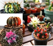 COLOR SUCCULENT MIX rare plant exotic cactus flower succulents seed 30 seeds