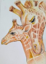 ACEO giraffe watercolor pencil 3,5