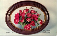 Visalia CA Sequoia Nursery Andrea Moore Miniature Roses Frame postcard EQ4