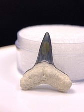 UNIQUE BV Lemon Shark Tooth Fossil Sharks Teeth Megalodon Florida