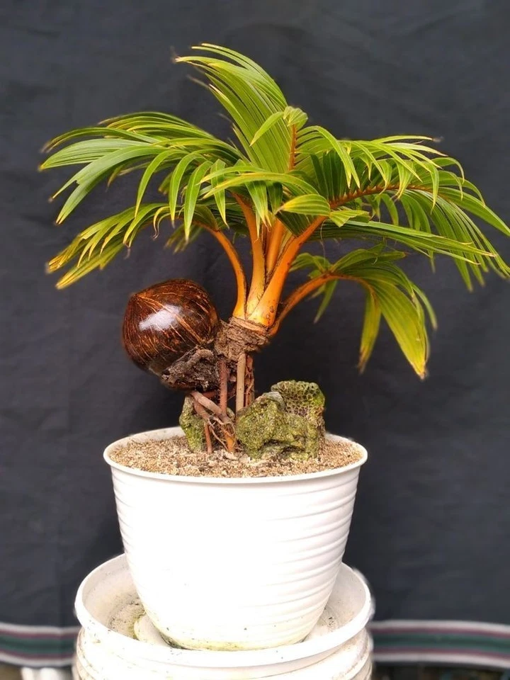 Coco Bonsai-Live Sprouted Dwarf Coconut Palm – Bonsai Style for Indoor Pots - Image 4 of 4