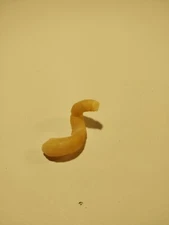 Hand Picked Mexican Sea Shell - Magilus Antiquus