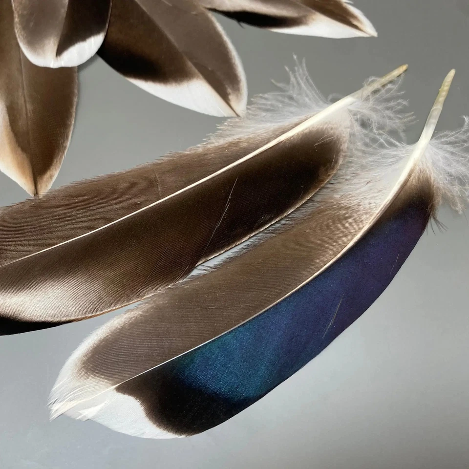 50/100PCS Wild Duck Feathers Craft Pheasant Plume Handicraft Hot Comfort Decor - Image 4 of 4