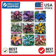 200 Hosta Seeds for Planting - Perennial Hosta Seeds Outdoor Garden Attract