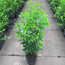 6 Stck Portugiesischer Kirschlorbeer 80-100 c...