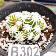 Not taking root------Astrophytum asterias /Ariocarpus /gardening supplies