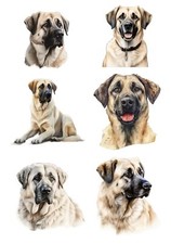 Designer Aufkleber / Sticker / Stickerbogen - Hund Porträt Foto Kangal